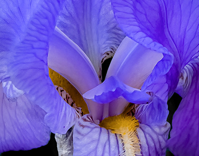 Purple Iris, 5/9/22