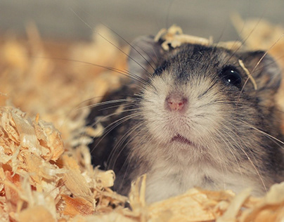 Hamster Care Guide | Just Hamster