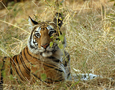 Tip on Tiger Photography India