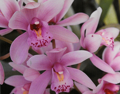 Orchid Color Film Series