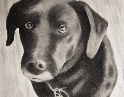 Keir Dog in charcoal