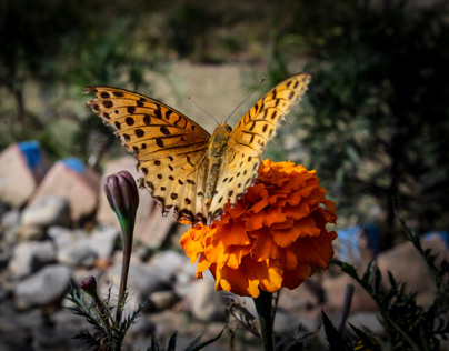 Leopard Butterfly, caught in the hills of Himachal