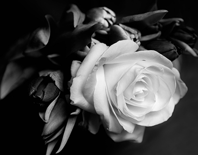 Roses by Krys Plucinsky