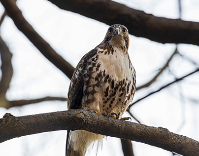 Red Tailed Hawk in Schenley Park, Pittsburgh, P.A., USA