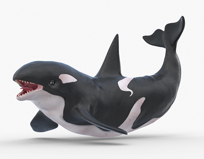 Realistic Killer Whale Rigged & Animated 3D Model