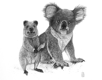 Quokka-Koala