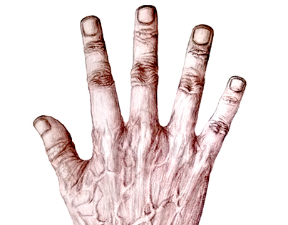Hand, Anatomy