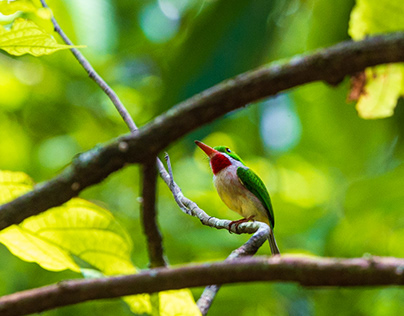 Birds of Dominican Republic, photography (2023)