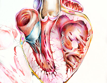 "Anatomy of the heart"