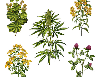 Herb illustration for product label
