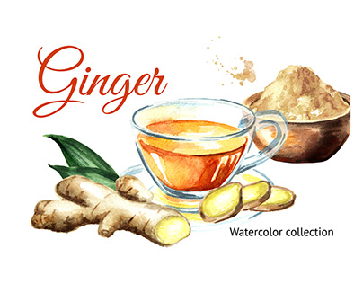 Ginger root. Watercolor hand drawn illustration