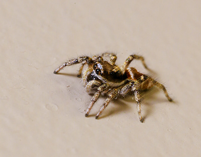 Alexander the Jumping Spider