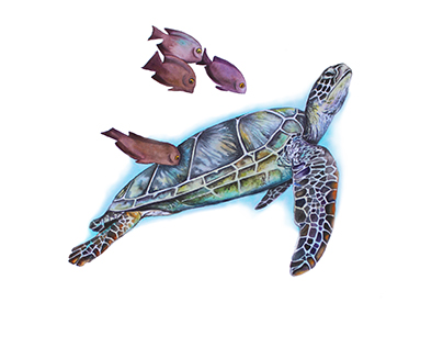 Green turtle, Watercolor, Illustration