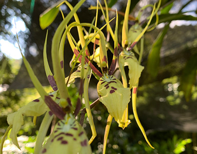 Orchidaceae S/S 21