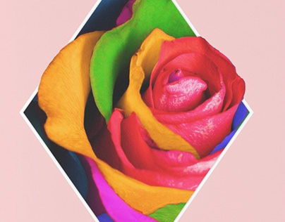 Decorative rainbow rose in polygon