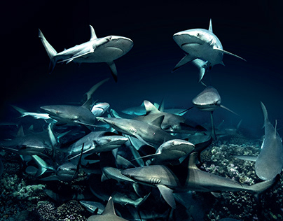 700 Requins dans la nuit // Scénographie