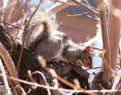 Écureuil qui prend une petite pause au soleil