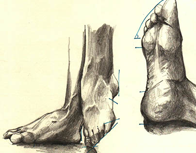 Anatomy Studies- Feet and Hand