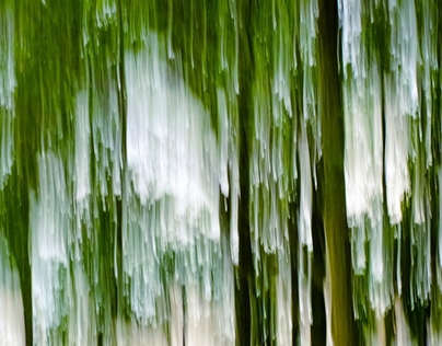 Forest in Motion