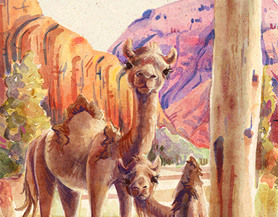 Australian Feral Camels