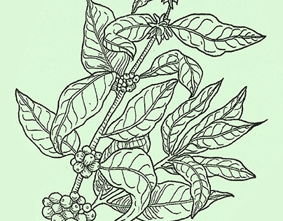 Botanical etching