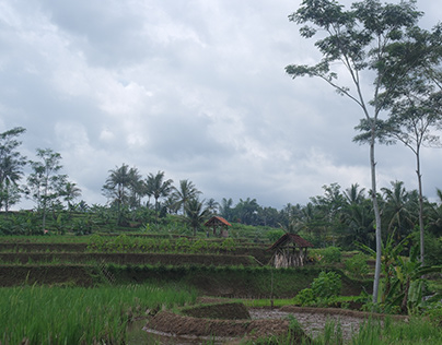 View of rice fields in tasikmalaya