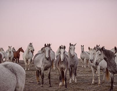 Herd of wild horses in early morning