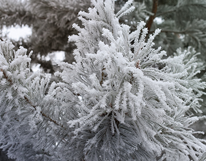Winter, pine branch in frost