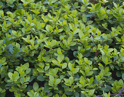 A bush with dense green leaves with a slight sheen