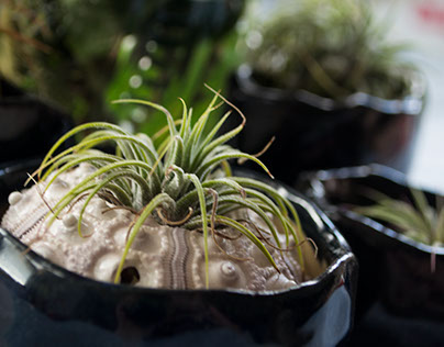 Air Plant Containers