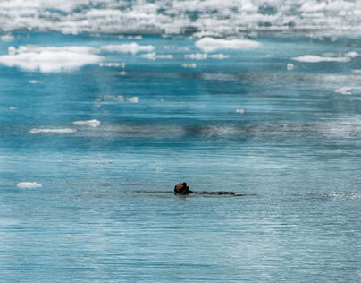 Alaska, Sea otters
