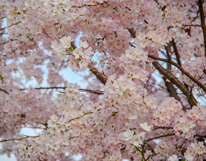 The cherry blossoms