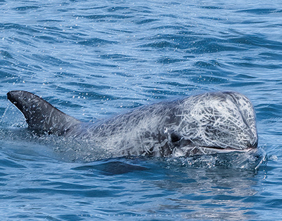 Kuroshio Ocean Education Foundation Cetacean Survey