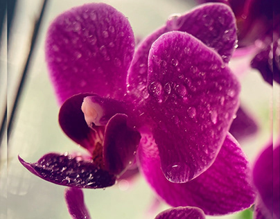 Macro life of an Orchid