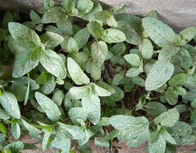 leafs of mint