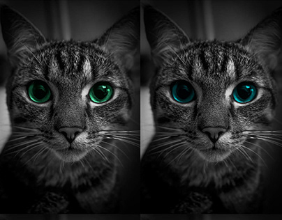 CAT MAKEOVER IN PHOTOSHOP - FRAMING/CLEANING/CORRECTING
