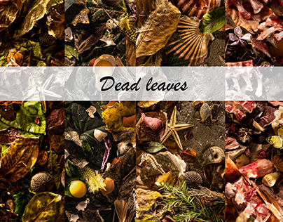 Project thumbnail - Dead Leaves