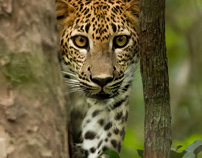 Leopards in Wild