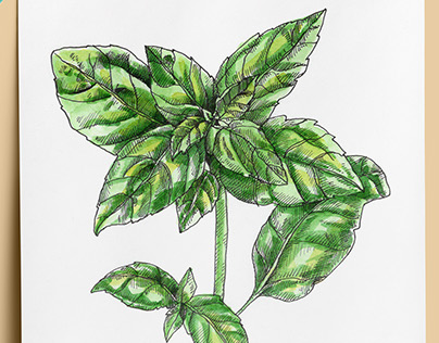 Herb Illustrations