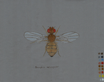 Ilustración Naturalista - Drosophila melanogaster