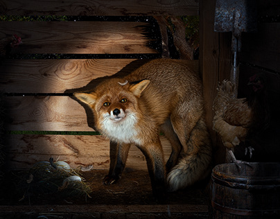 Postcards "A fox in a chicken coop"