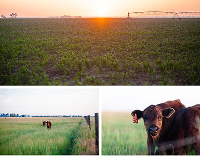 Farm Photography