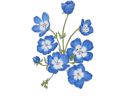 Blue Wild Flowers Illustration