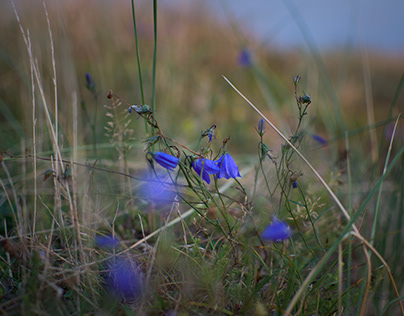 Blue flowers on meadow
