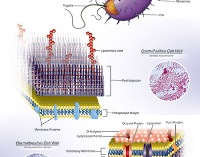 Gram Postive vs. Gram Negative Bacterial Walls