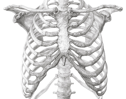 The human skeleton & abdomen