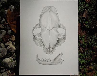 Cat Skull Sketch