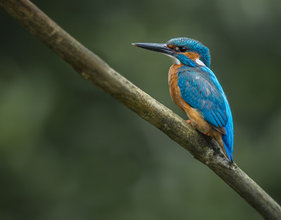 Kingfisher Collection 3