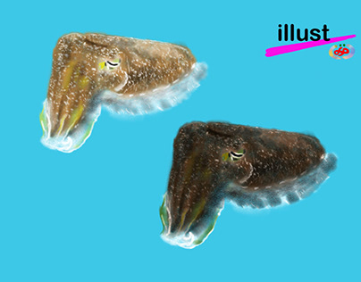 Broadclub cuttlefish 　コブシメ