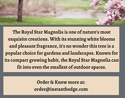 Low Maintenance Luxury Royal Star Magnolia
